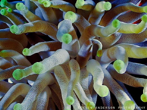 Cozumel has some of the largest anemones I have encounter... by Steven Anderson 